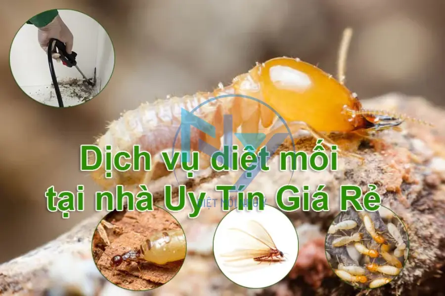 Diệt Mối Bằng Tinh Dầu