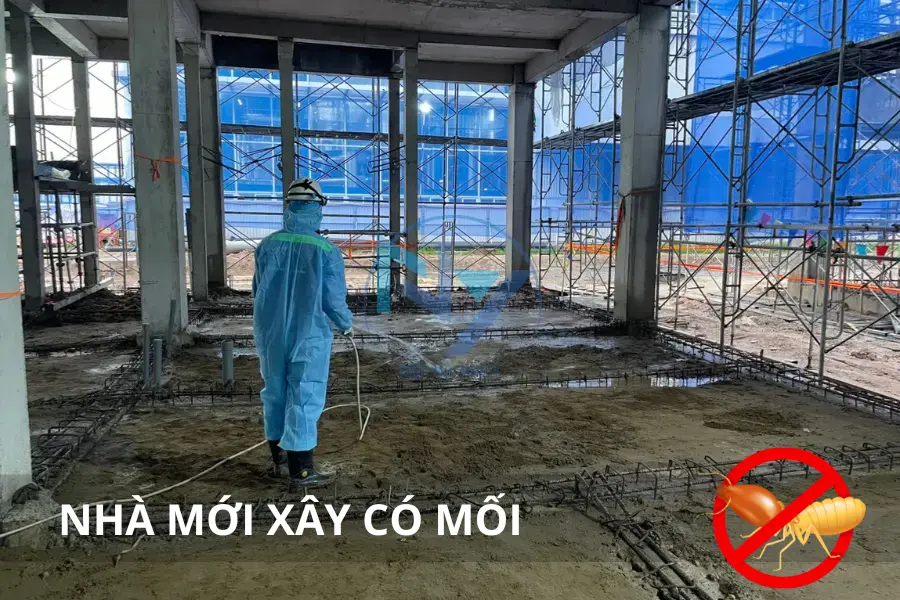 Nhà Mới Xây Có Mối? Nguyên Nhân Và Cách Xử Lý Triệt Để