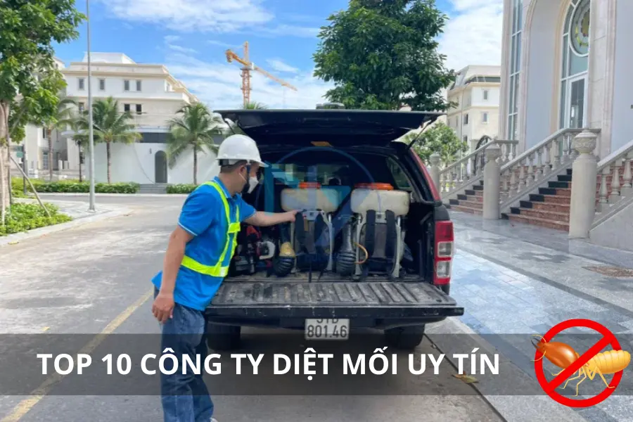 Top 10 Công Ty Diệt Mối Uy Tín Tại Việt Nam