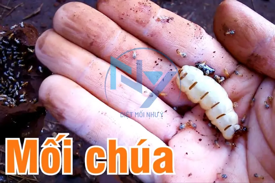 Cách diệt mối chúa