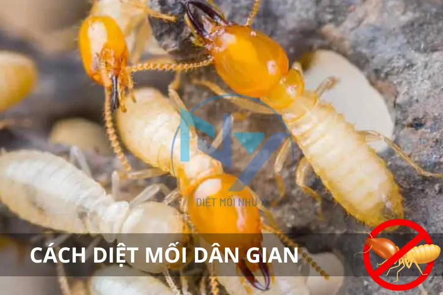 Cách Diệt Mối Dân Gian: Mẹo Hay Từ Thiên Nhiên, An Toàn & Hiệu Quả