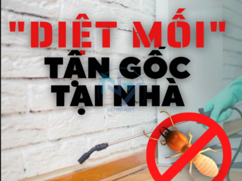 dịch vụ diệt mối tphcm