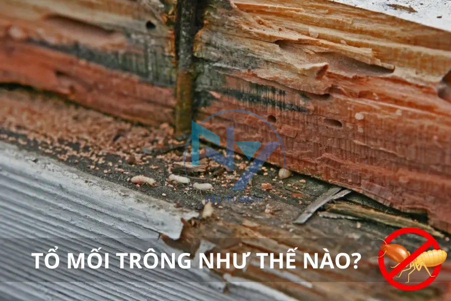 Tổ Mối Trông Như Thế Nào? Hình Dạng, Vị Trí và Đặc Điểm Nhận Dạng