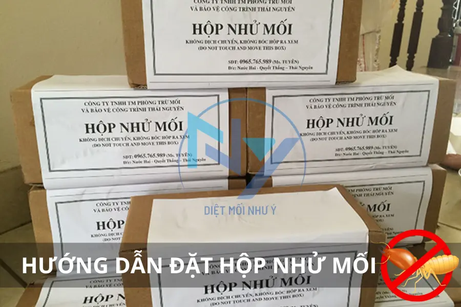 Hướng Dẫn Đặt Hộp Nhử Mối Đúng Cách Hiệu Quả