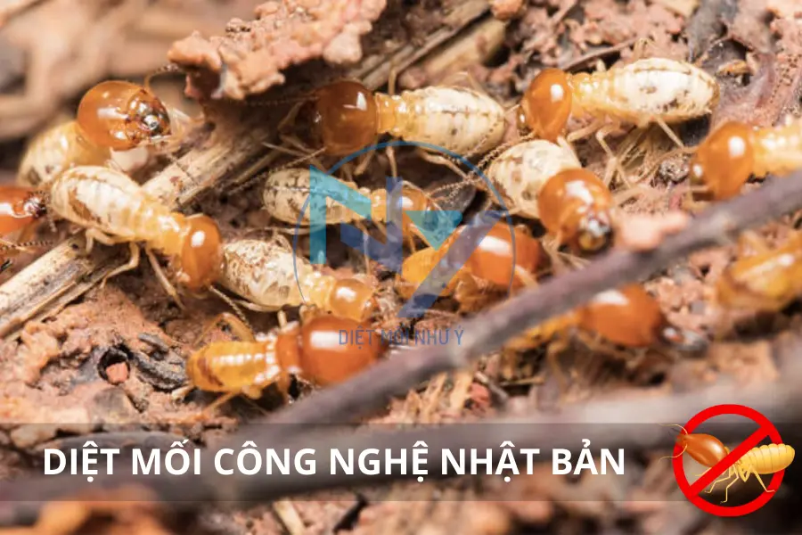 Diệt Mối Công Nghệ Nhật Bản - Ưu Điểm Và Quy Trình Thực Hiện