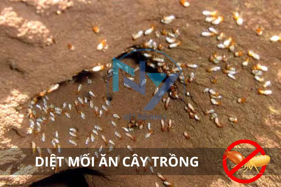 Diệt Mối Ăn Cây Trồng - Bảo Vệ Vườn Hiệu Quả