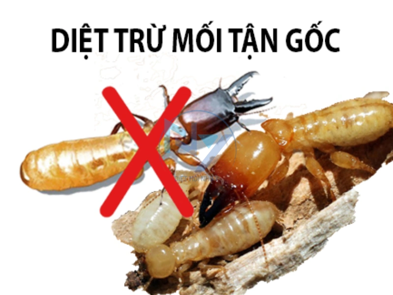 giá dịch vụ diệt mối tại nhà