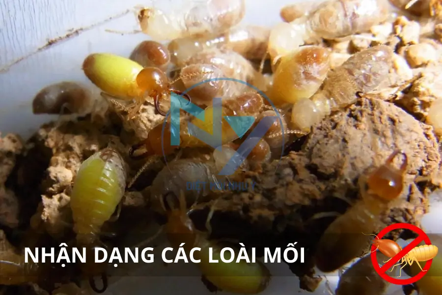 Nhận Dạng Các Loài Mối Phổ Biến Tại Việt Nam