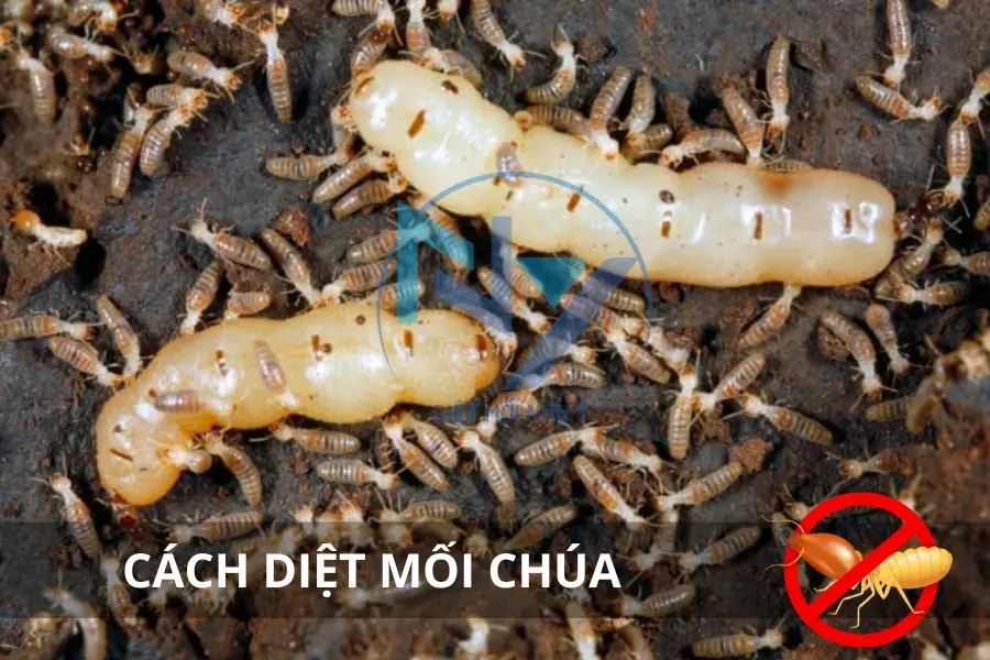 Cách Tìm Và Diệt Mối Chúa - Hướng Dẫn Chi Tiết