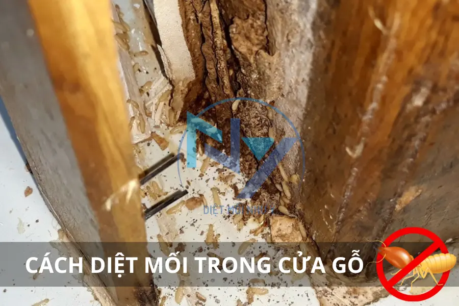 Cách Diệt Mối Trong Cửa Gỗ: Hướng Dẫn Chi Tiết