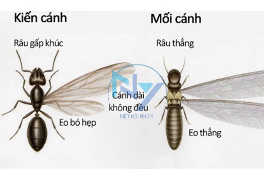 kien-canh-va-moi