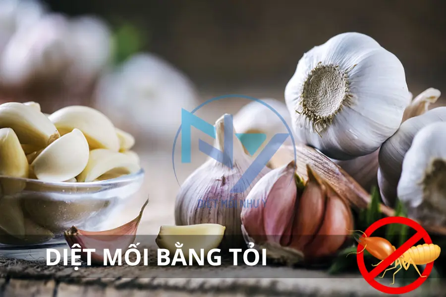 Diệt Mối Bằng Tỏi: Liệu Có Hiệu Quả Như Lời Đồn?